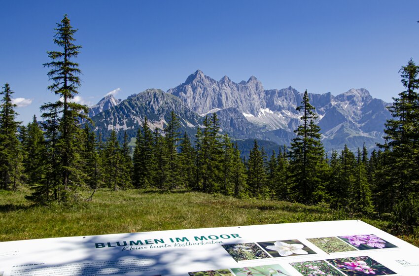 Information board in moor before conifer forest and rugged Alps with patches of snow under clear blue sky in summer | © Bergbahnen Filzmoos GmbH